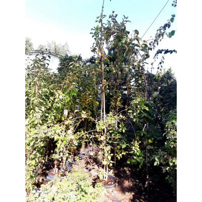 Саджанці купити Яблуня декоративна (Malus) "Yellow Siberian" /H 280-300 см/контейнер С20 L