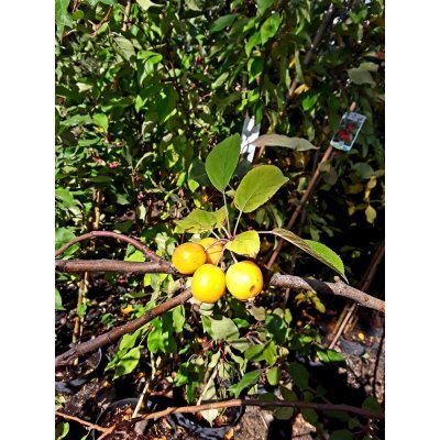 Саджанці купити Яблуня декоративна (Malus) "Yellow Siberian" /H 280-300 см/контейнер С20 L
