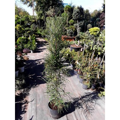Саджанці купити Крушина ламка (Rhamnus frangula) "Fine Line" /Н 100 см+/ контейнер С7.5 L