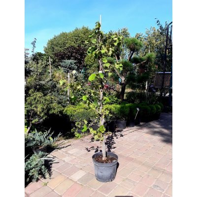 Саджанці купити Ліщина звичайна (Corylus avellana) "Contorta" / Н 100 см + / контейнер С15 L