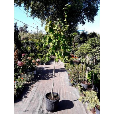 Саджанці купити Ліщина звичайна (Corylus avellana) "Contorta" / Stam 140-160 см / С20 L