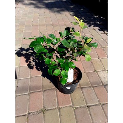 Саджанці купити Фотергіла велика (Fothergilla major) /Н 30-40 см/ контейнер С5 L