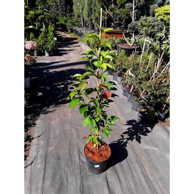 Саджанці купити Стюартія псевдокамелія (Stewartia pseudocamellia) / Н 70-100 см/контейнер С5 L
