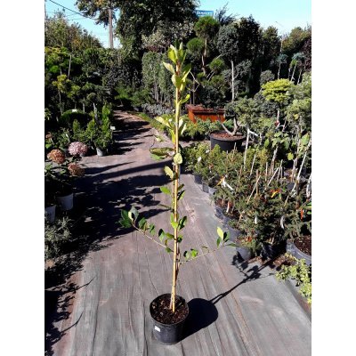 Саджанці купити Глід точковий (Crataegus punctata) "Aurea"/H150-220 см/контейнер С7.5 L