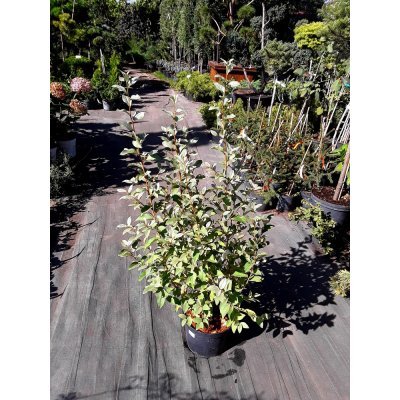 Саджанці купити Лох сріблястий (Elaeagnus commutata) "Zempin" /Н 80 см/ контейнер С5 L