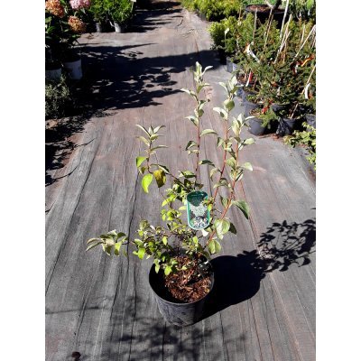 Саджанці купити Лох сріблястий (Elaeagnus commutata) /Н 100 см/контейнер С7.5 L