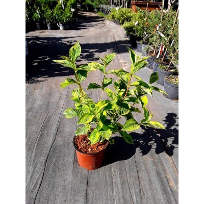 Саджанці купити Вейгела квітуча (Weigela) "Kosteriana Variegata" /Н 30-40 см/контейнер С3 L