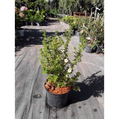 Саджанці купити Перчатка чагарникова (Protentilla futicosa) "Lovely Pink" / "Pink Beauty" / H 40-60 см / контейнер С5 L