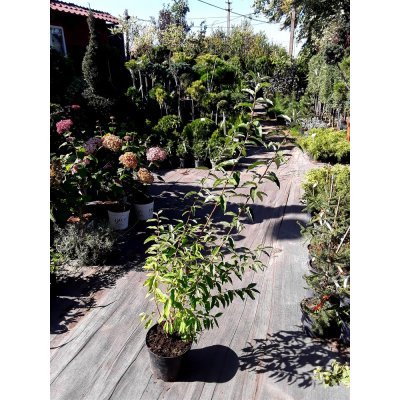 Саджанці купити Лох зонтичний (Elaeagnus umbellata) / H 130 см / контейнер С5L
