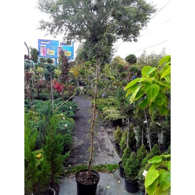 Саджанці купити Вільха чорна (Alnus glutinosa) "Imperialis"/Н 220-250 см+/контейнер С10 L