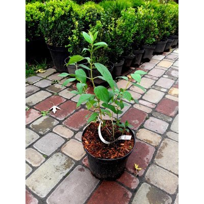 Саджанці купити Чубушник (Philadelphus) "Virginal" / H 40-60 см / контейнер С3 L