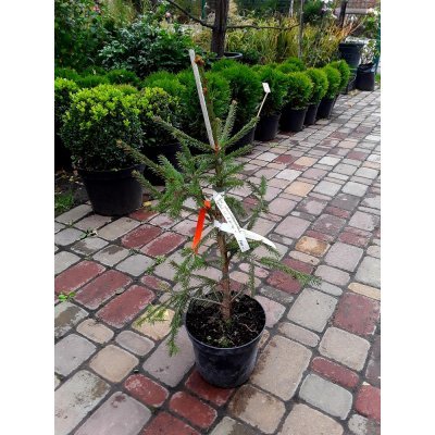 Саджанці купити Ялина звичайна (Picea abies) "Rydal" / H 40-50 см / контейнер С5 L