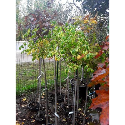 Саджанці купити Клен ясенелистний (Acer negundo) "Elegans" /Stam 120-140 см/ ком