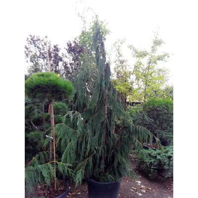 Саджанці купити Кіпарисовик нутканський (Chamaecyparis nootkatensis) "Pendula" /H 220-240 см/ контейнер С25 L