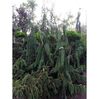 Саджанці купити Кіпарисовик нутканський (Chamaecyparis nootkatensis) "Pendula" / H 190-200 см / контейнер