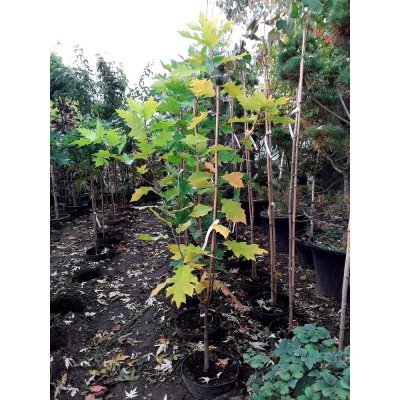 Саджанці купити Дуб червоний (Quercus rubra) "Aurea" /Н 200 см+/ контейнер С10 L
