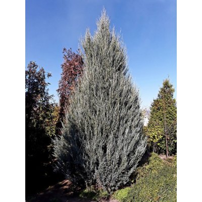 Саджанці купити Ялівець скельний (Juniperus scopulorum) "Skyrocket" форм. / Н450 см+ / ком