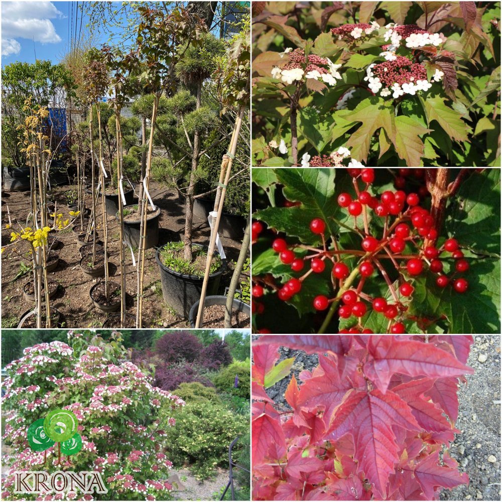 Саджанці купити Калина Саржента (Viburnum sargentii) "Onondaga"/Stam 165-170 см/контейнер