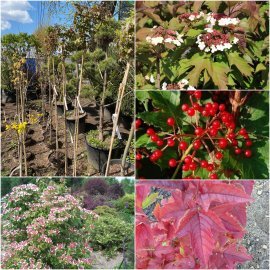 Калина Саржента (Viburnum sargentii) "Onondaga"/Stam 165-170 см/контейнер