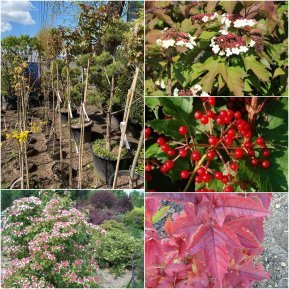 Калина Саржента (Viburnum sargentii) "Onondaga"/Stam 165-170 см/контейнер
