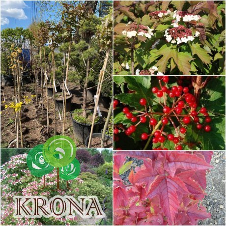 Саджанці купити Калина Саржента (Viburnum sargentii) "Onondaga"/Stam 165-170 см/контейнер