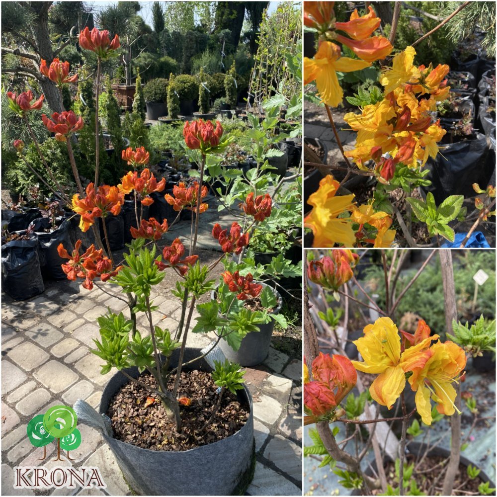 Саджанці купити Рододендрон листопадний / азалія великоквіткова (Rhododendron hybrid) "Klondyke"/H 80-100 см/ контейнер big bag