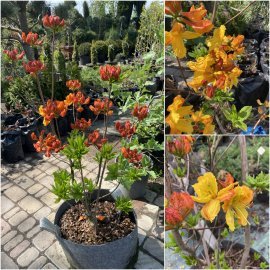 Рододендрон листопадний / азалія великоквіткова (Rhododendron hybrid) "Klondyke"/H 80-100 см/ контейнер big bag Рододендрон листопадний / азалія великоквіткова (Rhododendron hybrid) "Klondyke"/H 80-100 см/ контейнер big bag