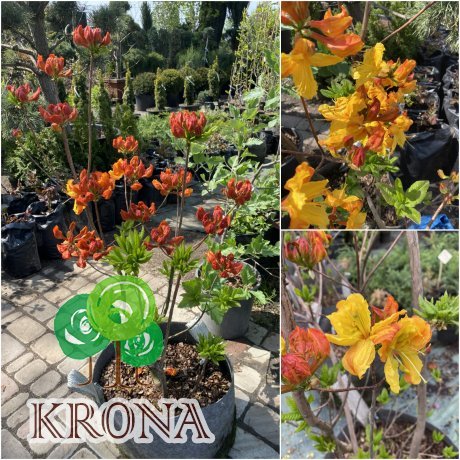 Саджанці купити Рододендрон листопадний / азалія великоквіткова (Rhododendron hybrid) "Klondyke"/H 80-100 см/ контейнер big bag