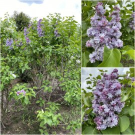 Бузок звичайний (Syringa vulgaris) "Michel Buchner"/кущ Н 180 см +/ ком