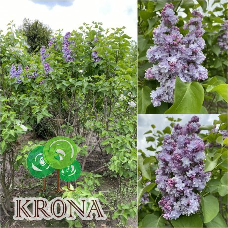 Саджанці купити Бузок звичайний (Syringa vulgaris) "Michel Buchner"/кущ Н 180 см +/ ком