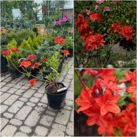Азалія великоквіткова (Rhododendron hybrid) "Parkfeuer"/Н 50 см/контейнер С5 L