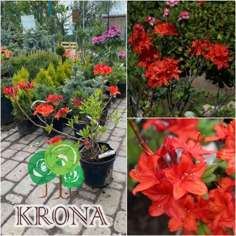 Саджанці купити Азалія великоквіткова (Rhododendron hybrid) "Parkfeuer"/Н 50 см/контейнер С5 L