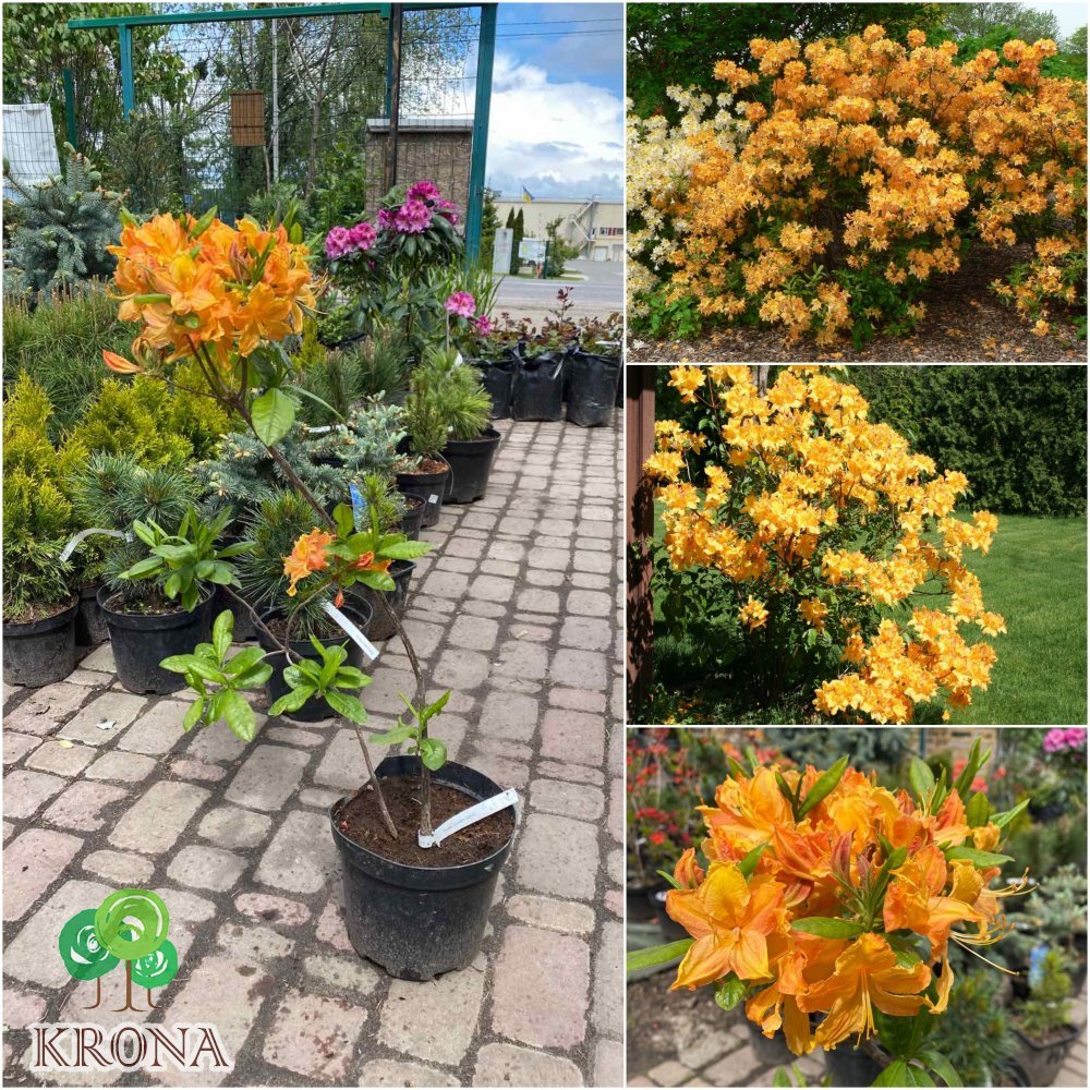 Саджанці купити Азалія великоквіткова (Rhododendron hybrid) "Golden Lights"/Н 50 см/контейнер С5 L