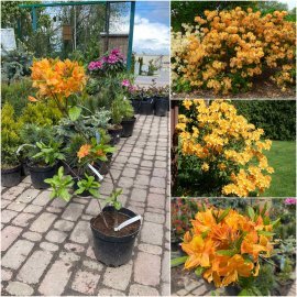 Азалія великоквіткова (Rhododendron hybrid) "Golden Lights"/Н 50 см/контейнер С5 L