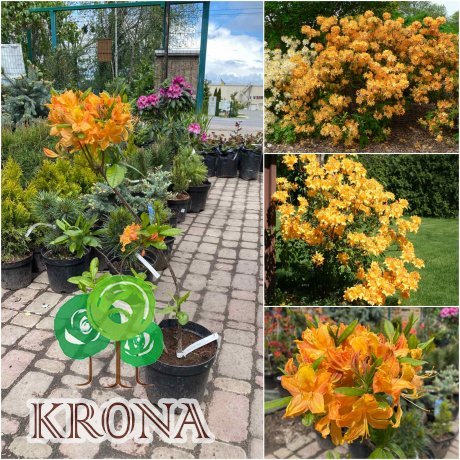 Саджанці купити Азалія великоквіткова (Rhododendron hybrid) "Golden Lights"/Н 50 см/контейнер С5 L