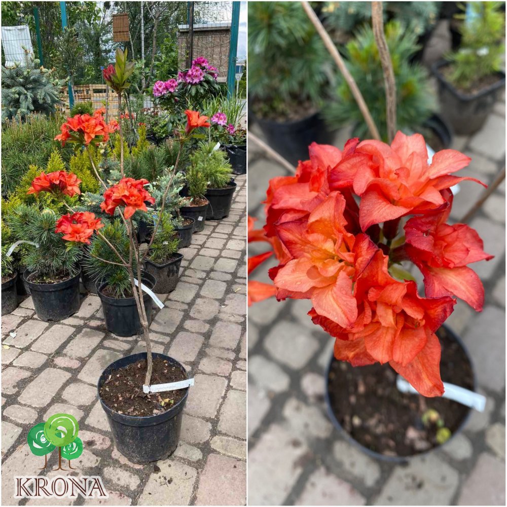 Саджанці купити Азалія великоквіткова (Rhododendron hybrid) "Feuerwerk"/Н 50 см/контейнер С5 L