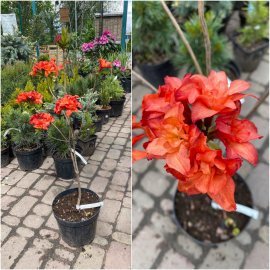 Азалія великоквіткова (Rhododendron hybrid) "Feuerwerk"/Н 50 см/контейнер С5 L