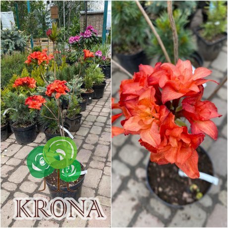 Саджанці купити Азалія великоквіткова (Rhododendron hybrid) "Feuerwerk"/Н 50 см/контейнер С5 L