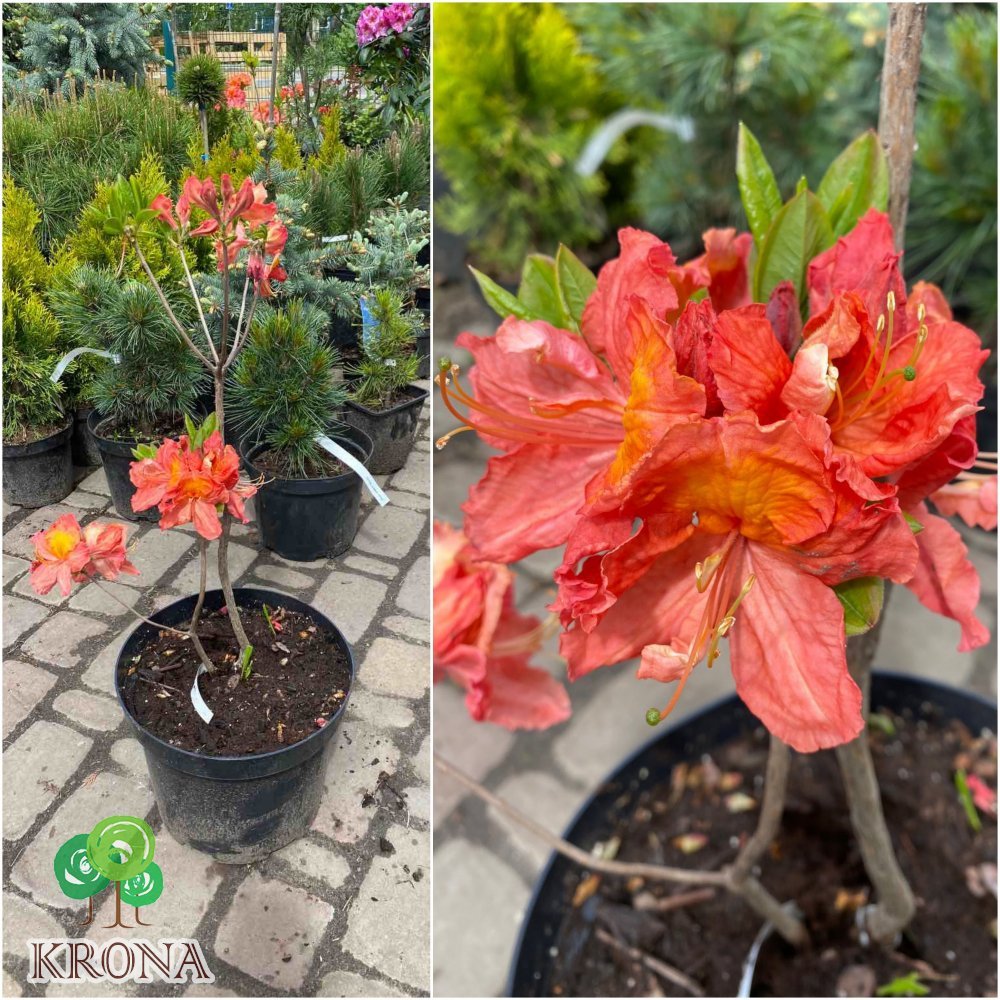 Саджанці купити Азалія великоквіткова (Rhododendron hybrid) "Juanita"/Н 50 см/контейнер С5 L