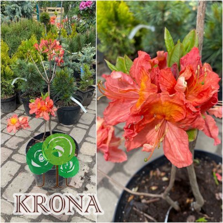 Саджанці купити Азалія великоквіткова (Rhododendron hybrid) "Juanita"/Н 50 см/контейнер С5 L