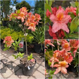 Азалія великоквіткова (Rhododendron hybrid) "Pink Delight"/Н 50 см/контейнер С5 L