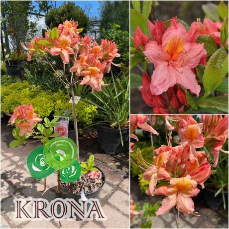 Саджанці купити Азалія великоквіткова (Rhododendron hybrid) "Pink Delight"/Н 50 см/контейнер С5 L