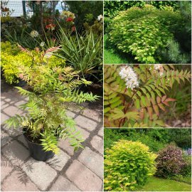 Горобник горобинний (Sorbaria sorbifolia) "Sem" /H 50 см/ контейнер С5 L