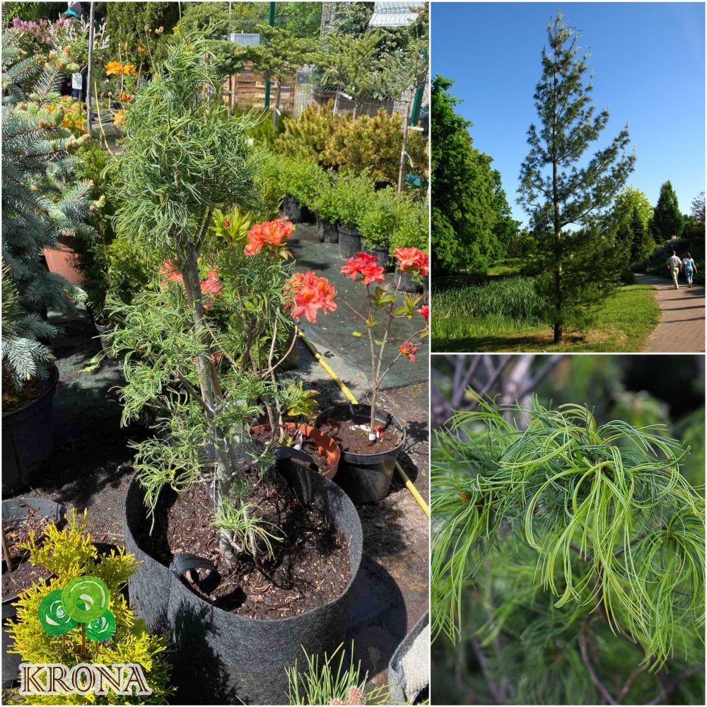 Саджанці купити Сосна веймутова (Pinus strobus) "Tortuosa" /Н 90 см/ контейнер big bag