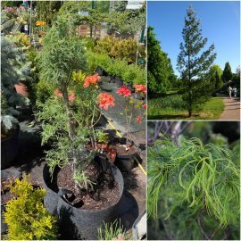 Сосна веймутова (Pinus strobus) "Tortuosa" /Н 90 см/ контейнер big bag