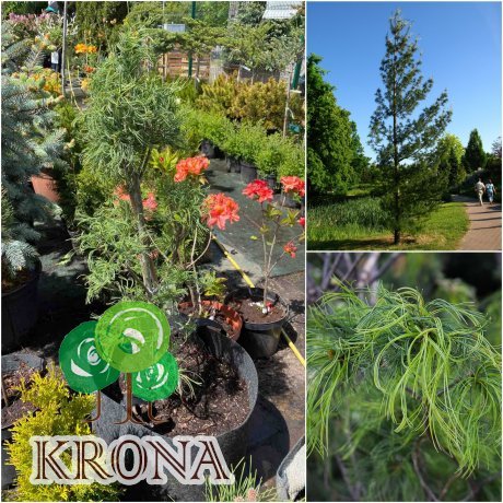 Саджанці купити Сосна веймутова (Pinus strobus) "Tortuosa" /Н 90 см/ контейнер big bag