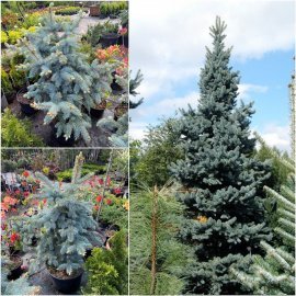 Ялина колюча (Picea pungens) "Schovenhorst"/H 100-105 см/контейнер C25 L