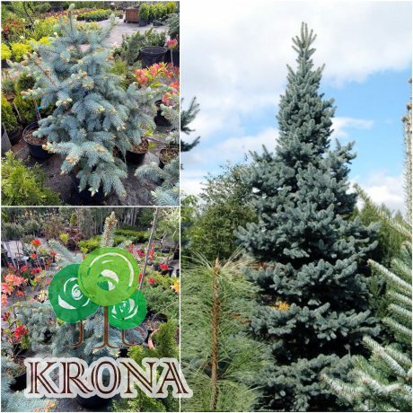 Саджанці купити Ялина колюча (Picea pungens) "Schovenhorst"/H 100-105 см/контейнер C25 L