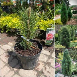 Сосна чорна (Pinus nigra) "Green Tower" / H 50 см / контейнер