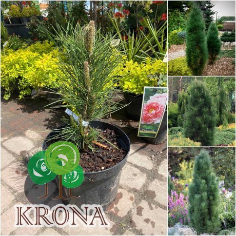 Саджанці купити Сосна чорна (Pinus nigra) "Green Tower" / H 50 см / контейнер